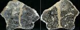 Marston Magna Ammonite Cluster - Polished on Back #30743-2